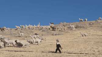 an alpaca farmer and his alpaca herd