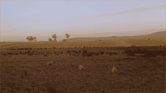 merino sheep grazing in a field in Tasmania
