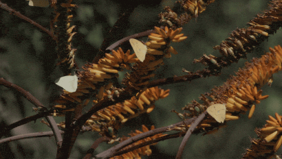 biodiversity