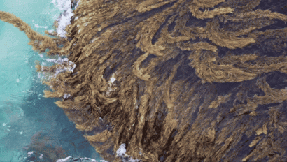 ocean water waves and healthy seaweed growth