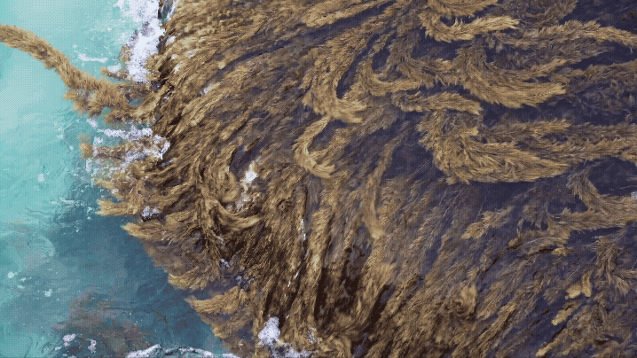 ocean waves water seaweed